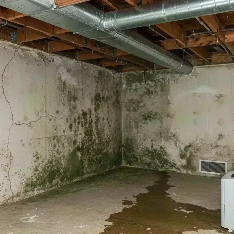 Professional Mold Removal in Mokena, IL